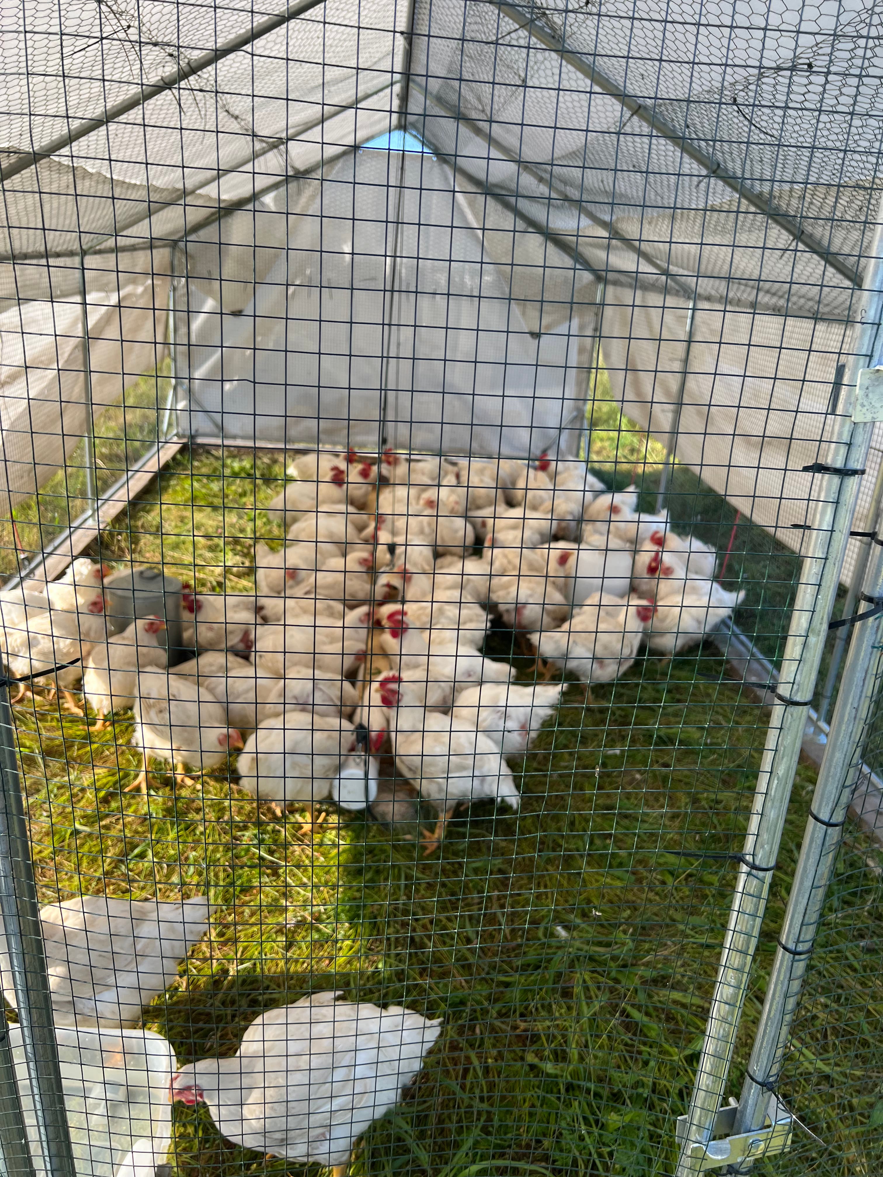 Paradise Hollow Farm