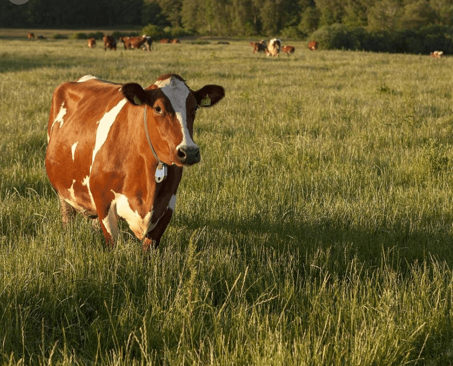 Taste the Difference